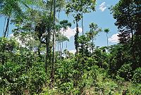 Amazonsk prales