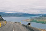 Pohled na záliv Patreksfjörður