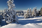 IMG_4799.jpg