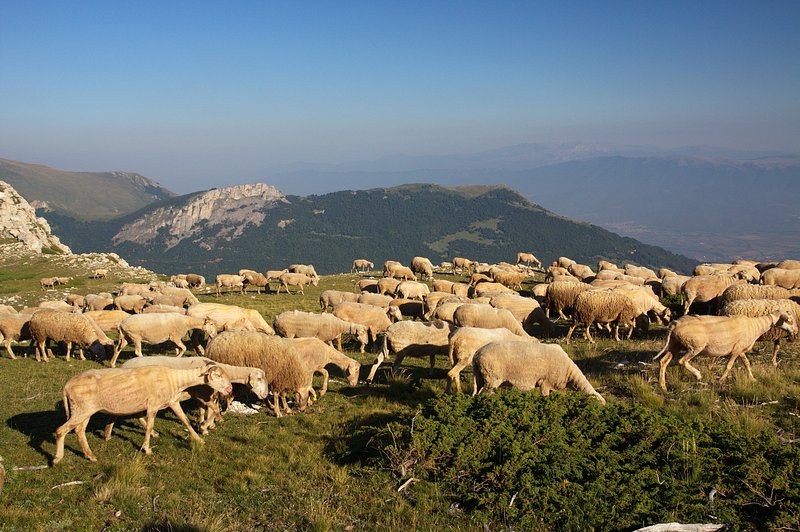 IMG_1198.jpg - Jedno z mnoha stád ovcí, se kterými jsme se pravidelně setkávali