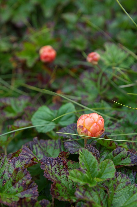 IMG_8031.jpg - Ostružiník moruška (angl. cloudberry). Bohužel ještě nebyly zralé.