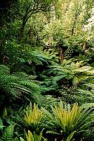 Národní park Te Urewera