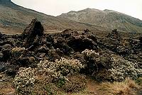 Ztuhlá láva v Tongariro NP