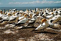 Kolonie terejů na Cape Kidnappers