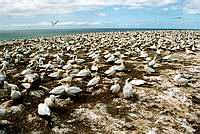 Kolonie terejů na Cape Kidnappers