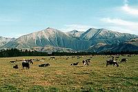 Alpské podhůří - hřeben Kowai Range