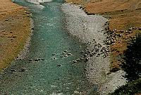 Stádo ovcí překonávající Rees river