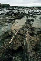 Zkamenělý les v Curio Bay, Catlins