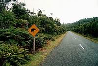 Nedaleko Okarito Lagoon