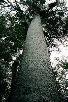 Kauri v Puketi Forest