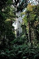 Tane Mahuta Waipoua Kauri Forest