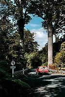 Waipoua Kauri Forest