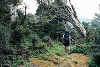 Ruahine tramper