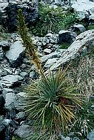 Speargrass - nepříjemný protivník